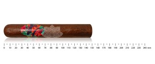 阳光生长的壁虎 Gordo 60