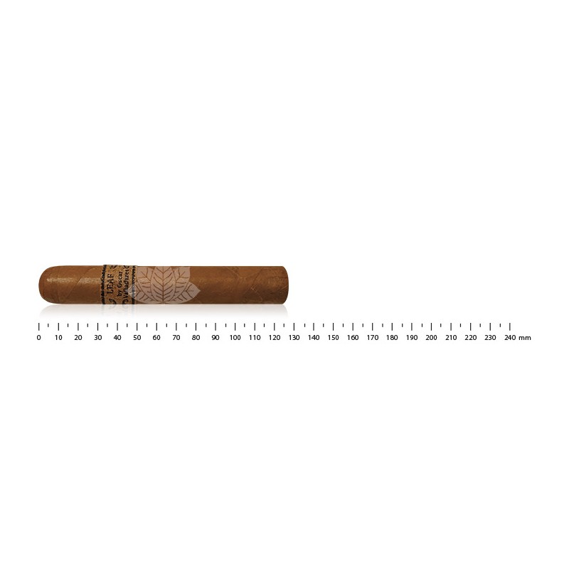 奥斯卡·瓦拉达雷斯 (Oscar Valladares) 康涅狄格州罗布斯托 (Robusto) 的叶子